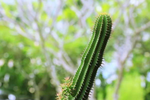 Close up cactus — Stock Photo, Image