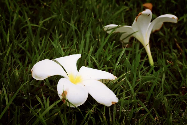 Flor de frangipani en el árbol —  Fotos de Stock