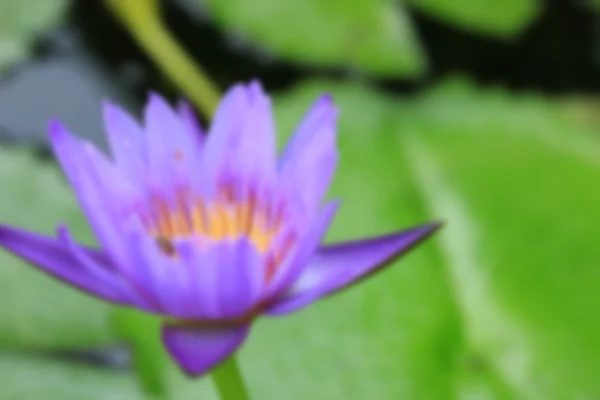 Lotus flowers vintage — Stock Photo, Image