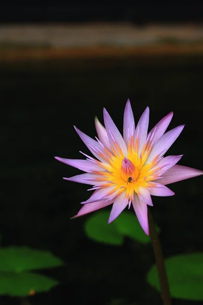 Lotus квіти vintage — стокове фото