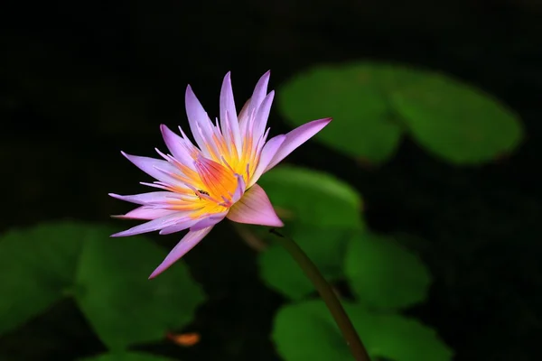 Lotus çiçekleri vintage — Stok fotoğraf