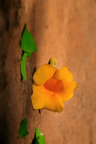 Gelbe Blumen auf dem Boden — Stockfoto