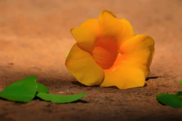 Gelbe Blumen auf dem Boden — Stockfoto