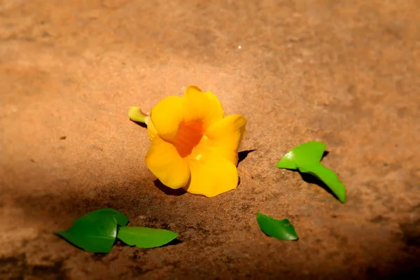 Fleurs jaunes sur le sol — Photo