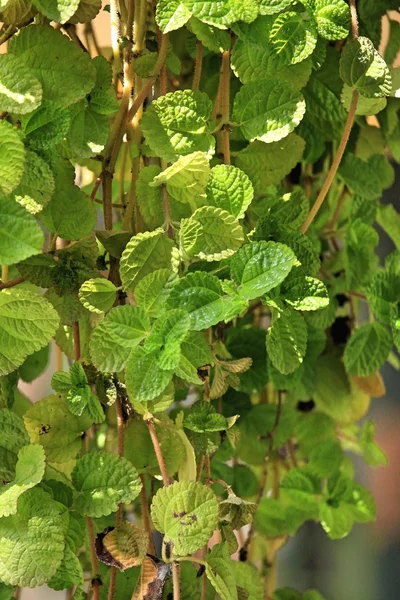 Pepper mint leaves — Stock Photo, Image