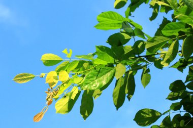 yeşil yaprakları sonbaharda