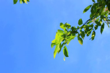 yeşil yaprakları sonbaharda