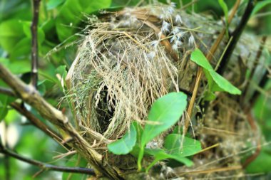 ağaç üzerinde kuş yuvası