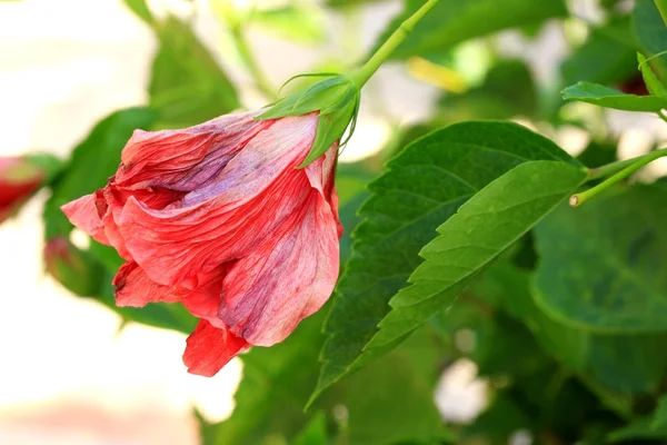 Kwiat hibiskusa niewyraźne — Zdjęcie stockowe