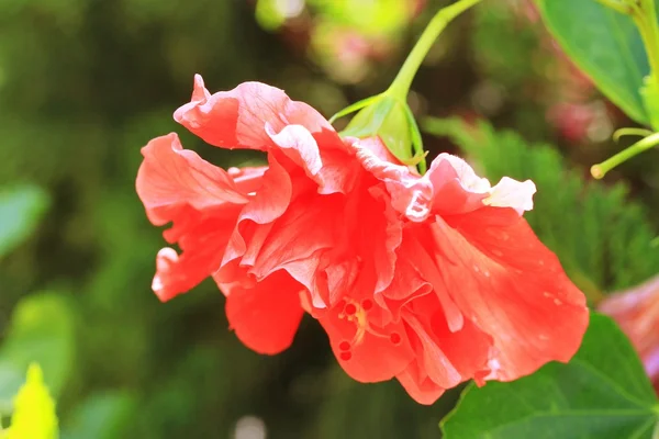 Fleur floue d'hibiscus — Photo