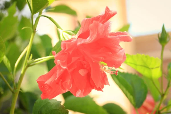 Flor borrosa de hibisco — Foto de Stock