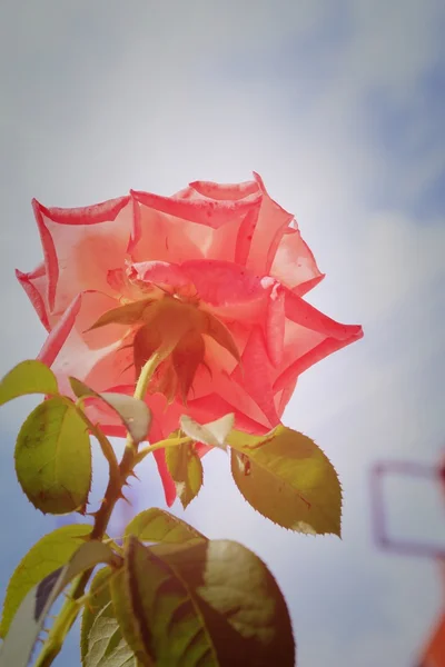 Vintage roses — Stock Photo, Image