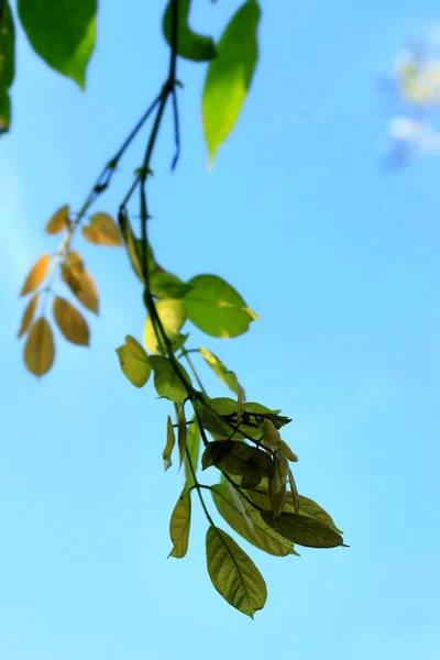 Hojas verdes en otoño —  Fotos de Stock