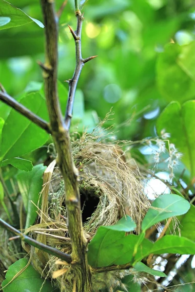 木に鳥の巣 — ストック写真