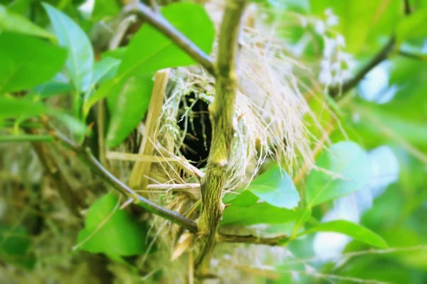 Ağaç üzerinde kuş yuvası — Stok fotoğraf