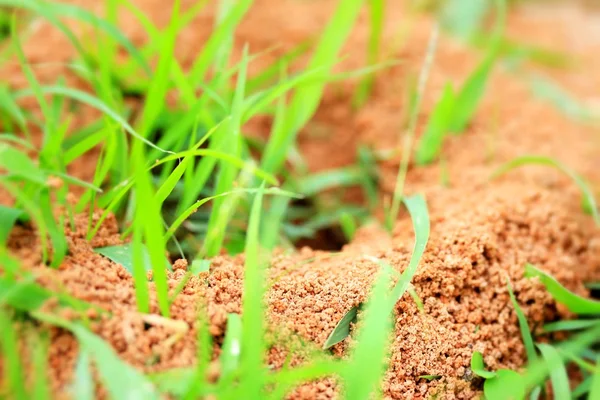 Formigas ninho com grama verde — Fotografia de Stock