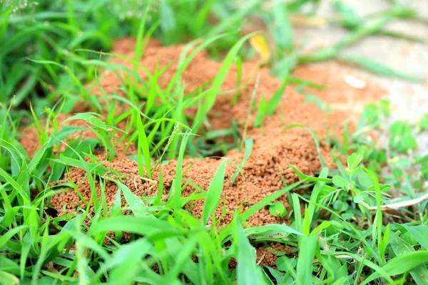 Karıncalar yuva ile yeşil çimen — Stok fotoğraf