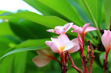 Frangipani çiçek ağaç üzerinde