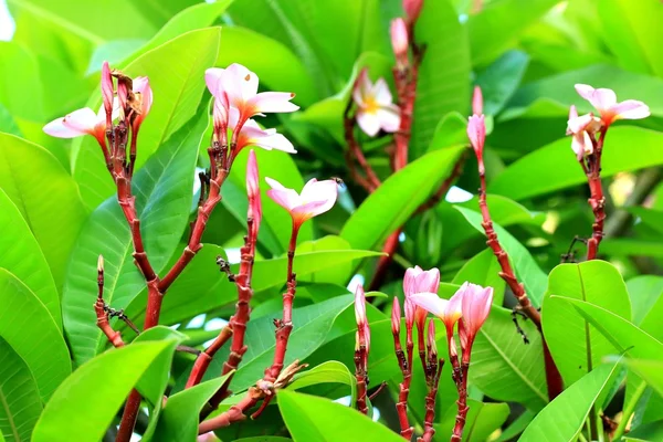 Frangipani flower on tree — Stock Photo, Image