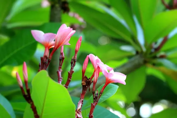 Frangipani цветок на дереве — стоковое фото