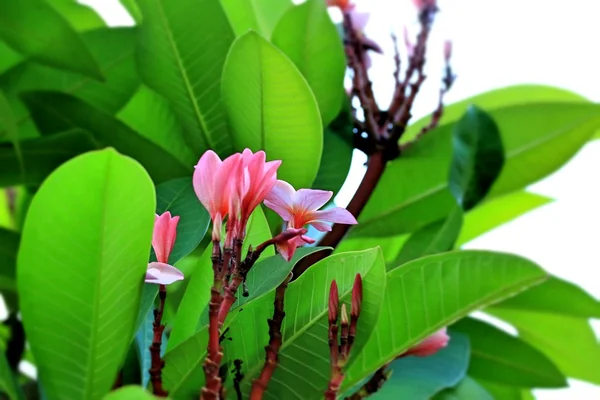 Flor de frangipani en el árbol —  Fotos de Stock