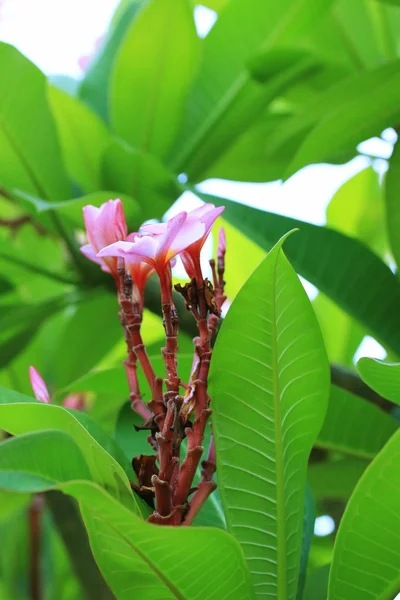 Frangipani Blume auf Baum — Stockfoto