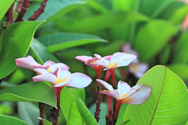 Frangipani blomma på träd — Stockfoto