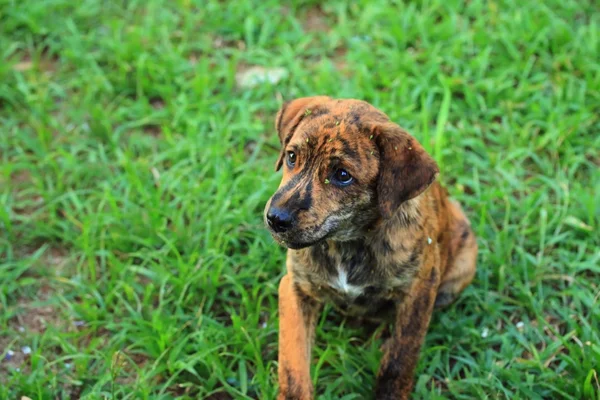 Labrador puppy on the lawn. — Stock Photo, Image