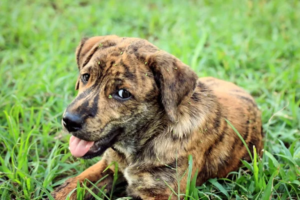 Labrador-Welpe auf dem Rasen. — Stockfoto