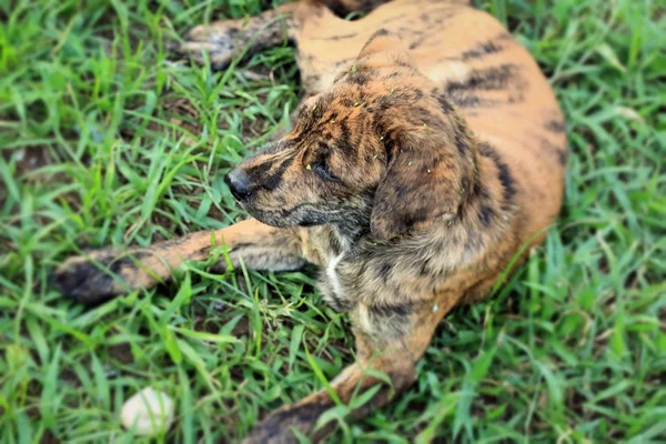 Labrador kiskutya-a gyep. — Stock Fotó