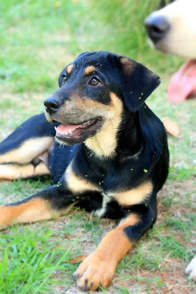 Labrador kiskutya-a gyep. — Stock Fotó