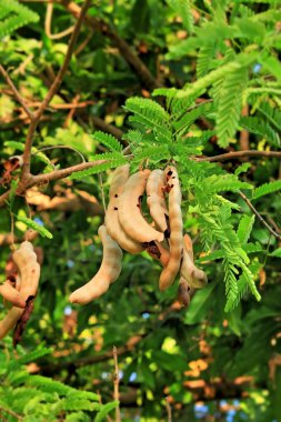 demirhindi ağaç üzerinde