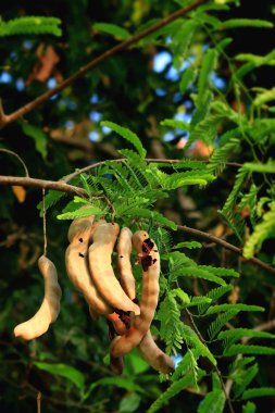 demirhindi ağaç üzerinde
