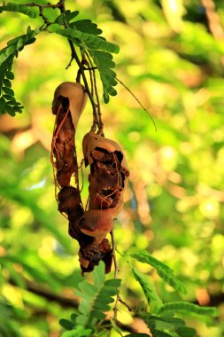 demirhindi ağaç üzerinde