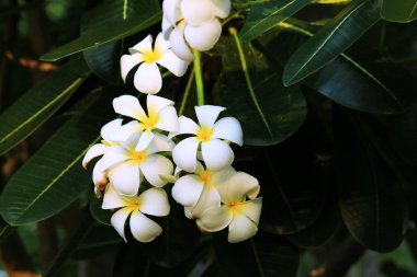 Frangipani çiçek ağaç üzerinde