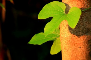 yeşil yaprakları sonbaharda