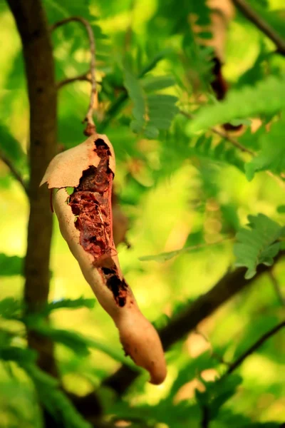 Tamaryndowca drzewo — Zdjęcie stockowe