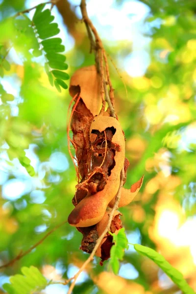 Tamarin sur l'arbre — Photo