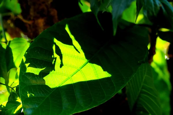 Folhas verdes no outono — Fotografia de Stock