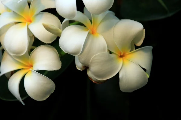 Frangipani flower on tree — Stock Photo, Image