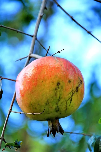 Ripe pomegranate fruit on tree — Stock Photo, Image