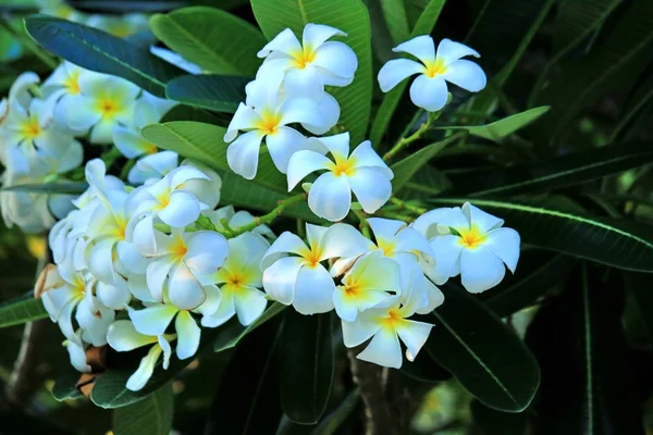 Frangipani цветок на дереве — стоковое фото