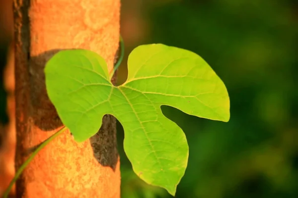 Grüne Blätter im Herbst — Stockfoto