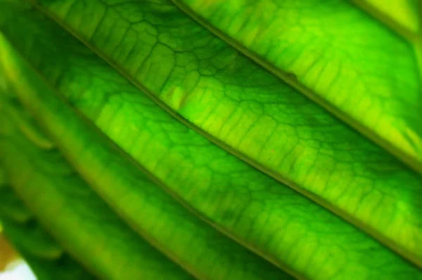 Bulanık yeşil fern ve gölge — Stok fotoğraf