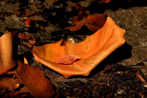 Torkade blad — Stockfoto