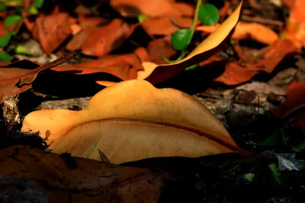 Hojas secas — Foto de Stock