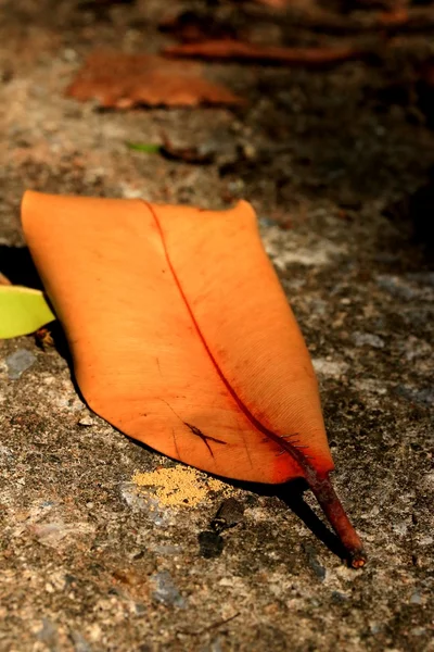 Dried leaves — Stock Photo, Image