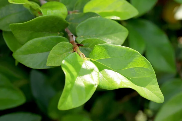 Hojas verdes en otoño —  Fotos de Stock