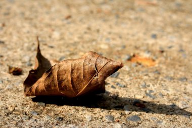 Kurutulmuş Yapraklar