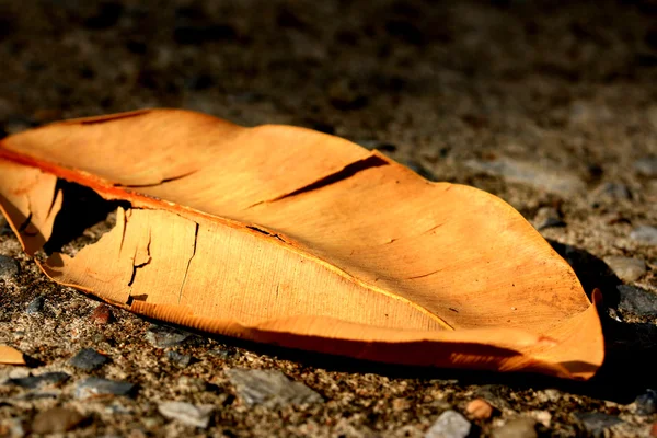 Gedroogde bladeren — Stockfoto